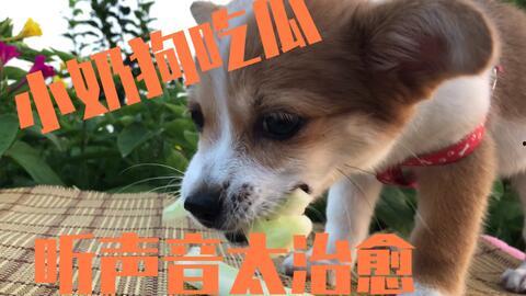 娱乐吃瓜酱送小狗,暖心情怀传递爱心瞬间  第1张